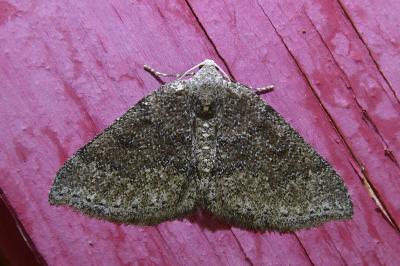 <i>Aleucis distinctata</i>