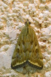 <i>Loxostege sticticalis</i>