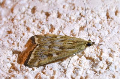 <i>Loxostege sticticalis</i>