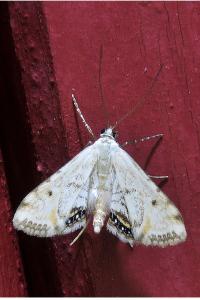 <i>Cataclysta lemnata</i>