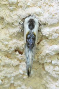 <i>Cilix glaucata</i>