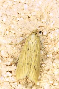 <i>Ematheudes punctella</i>