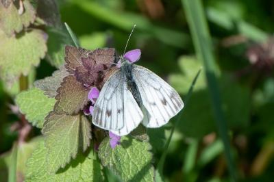 <i>Pieris napi</i>