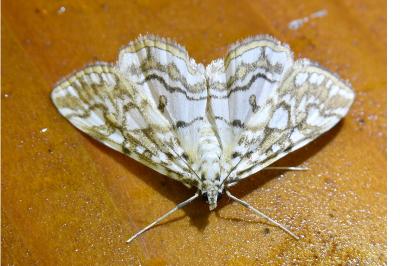 <i>Elophila nymphaeata</i>