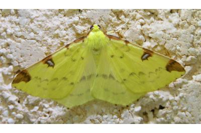 <i>Opisthograptis luteolata</i>
