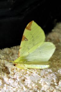 <i>Opisthograptis luteolata</i>