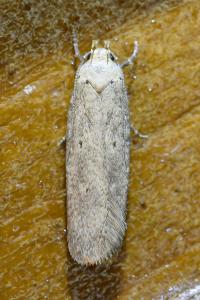 <i>Platyedra subcinerea</i>