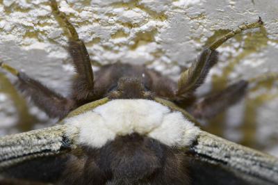 <i>Saturnia pyri</i>