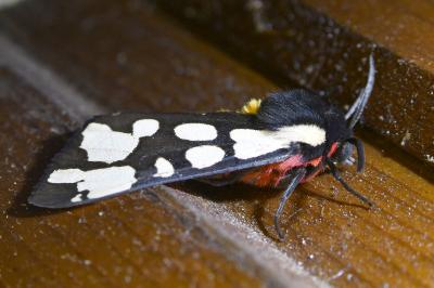 <i>Arctia villica</i>