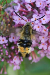 <i>Hemaris tityus</i>