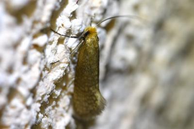 <i>Nematopogon</i>