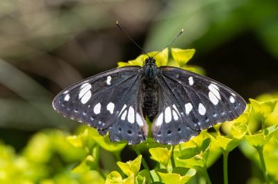 <i>Limenitis reducta</i>