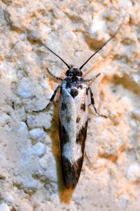 <i>Ethmia quadrillella</i>