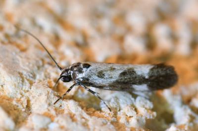 <i>Ethmia quadrillella</i>