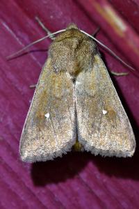 <i>Mythimna albipuncta</i>
