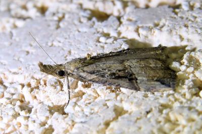 <i>Hypena rostralis</i>