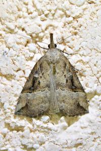 <i>Hypena rostralis</i>