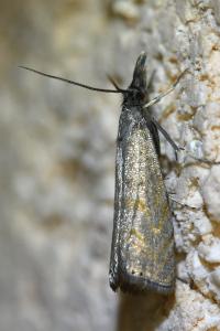 <i>Platytes cerussella</i>