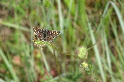 <i>Pyrgus malvae</i>