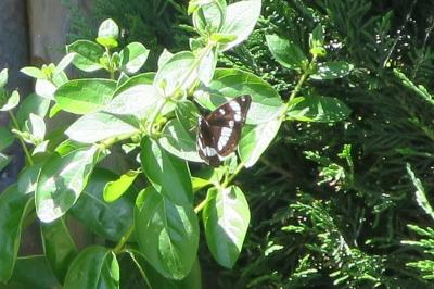 <i>Limenitis camilla</i>