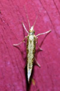 <i>Plutella xylostella</i>