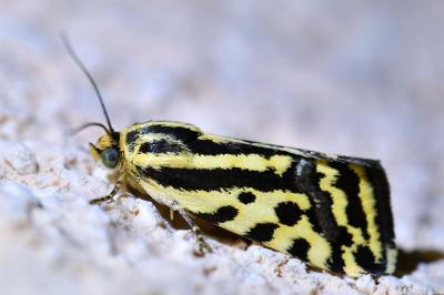 <i>Emmelia trabealis</i>
