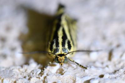 <i>Emmelia trabealis</i>