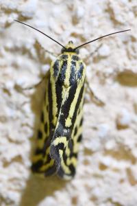 <i>Emmelia trabealis</i>