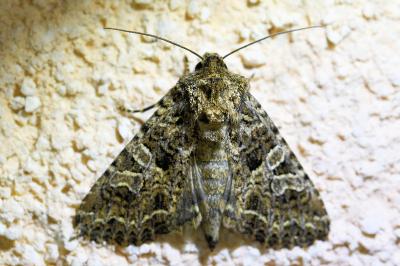 <i>Sideridis rivularis</i>