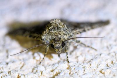 <i>Sideridis rivularis</i>