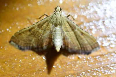 <i>Endotricha flammealis</i>