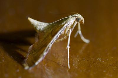 <i>Endotricha flammealis</i>