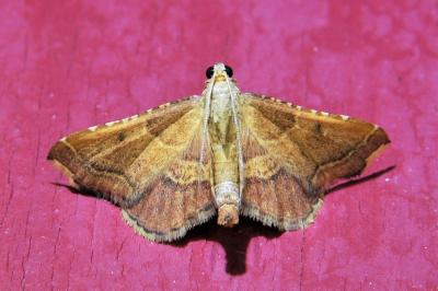 <i>Endotricha flammealis</i>