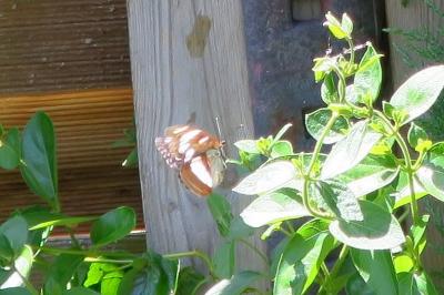 <i>Limenitis camilla</i>