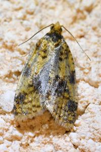 <i>Epagoge grotiana</i>