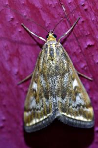 <i>Loxostege sticticalis</i>