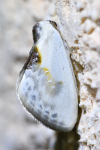 <i>Cilix glaucata</i>