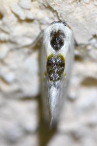<i>Cilix glaucata</i>