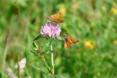 <i>Thymelicus sylvestris</i>