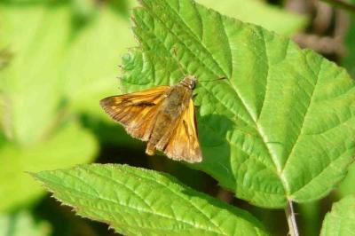 <i>Ochlodes sylvanus</i>