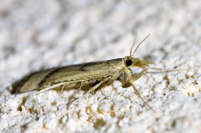 <i>Synaphe punctalis</i>