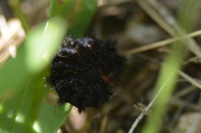 <i>Melitaea cinxia</i>