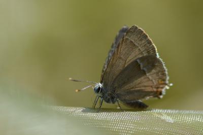 <i>Quercusia quercus</i>