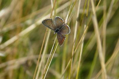 <i>Aricia agestis</i>