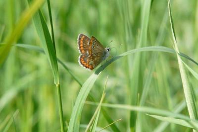 <i>Aricia agestis</i>