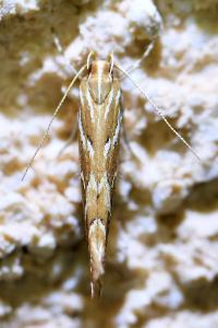 <i>Pyroderces argyrogrammos</i>