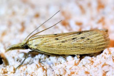 <i>Ematheudes punctella</i>