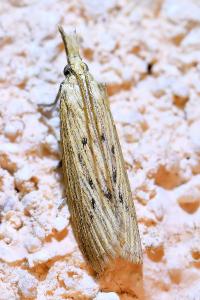 <i>Ematheudes punctella</i>