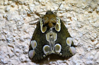 <i>Thyatira batis</i>