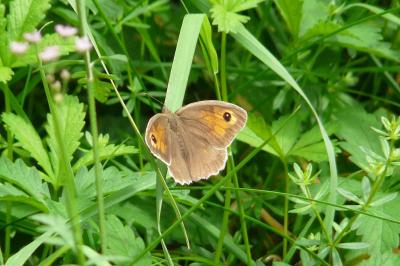<i>Maniola jurtina</i>